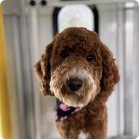 Goldendoodle after grooming at Dirty Dog Mobile Salon