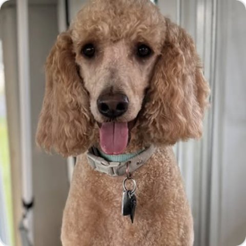 Apricot poodle freshly groomed