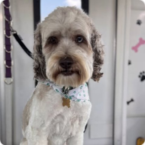 White schnauzer mix after grooming with bandana