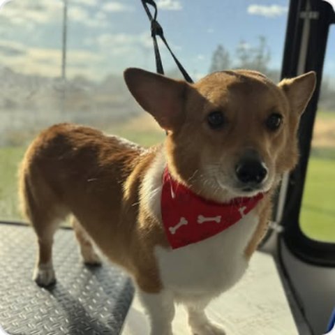 Corgi wearing bandana after mobile grooming