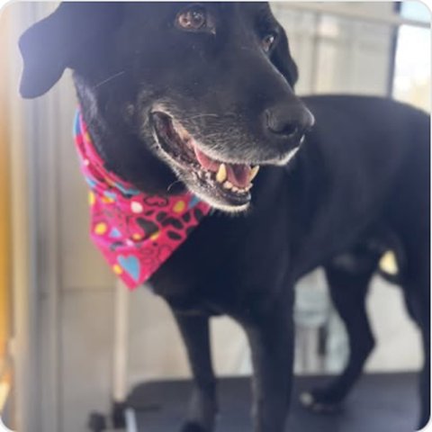 Black dog freshly groomed with pink bandana