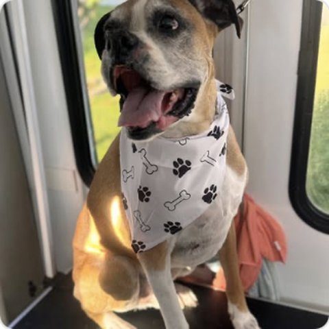 Gray dog with paw-print bandana after grooming