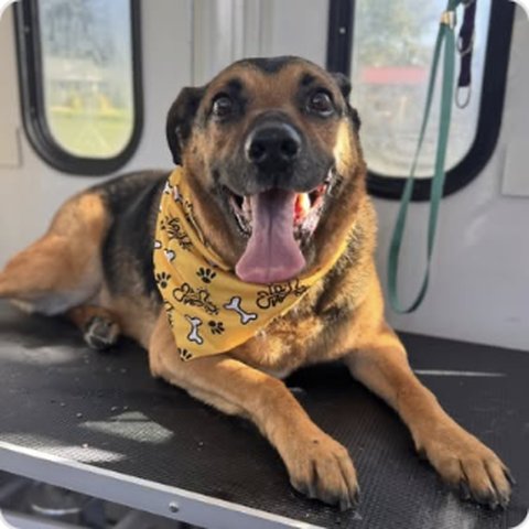 German shepherd mix wearing yellow bandana