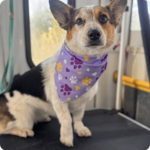 Terrier mix with purple bandana in the grooming van