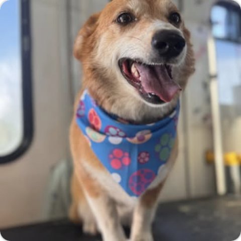 Smiling dog with blue bandana after grooming