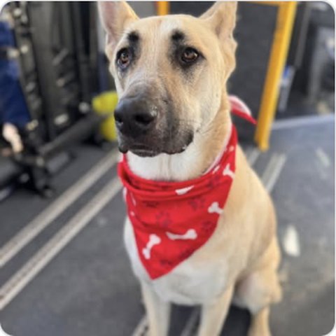 White shepherd wearing red bandana