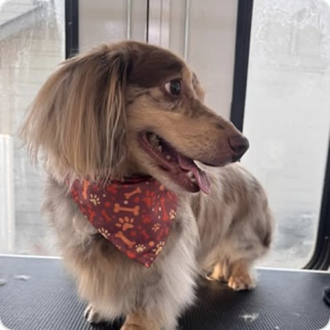 Long-haired dog with floral bandana post-groom