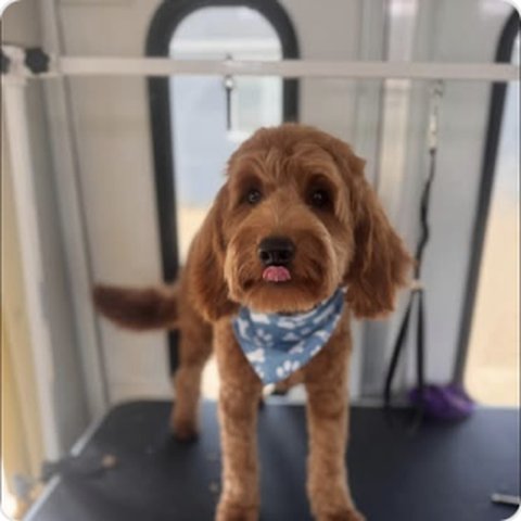 Cockapoo with blue bandana freshly groomed