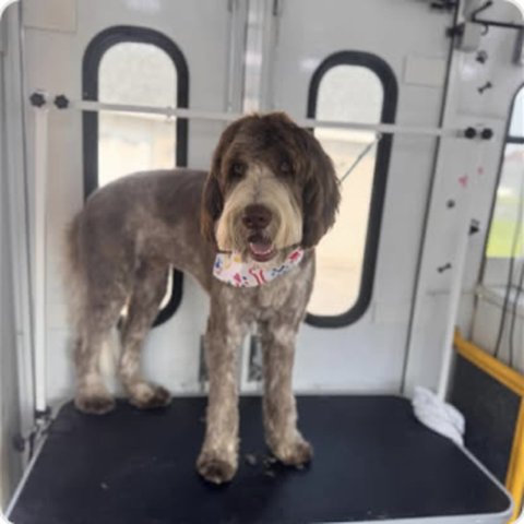 Two small dogs groomed together in mobile salon