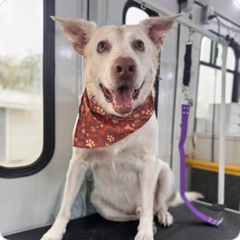 White dog with red bandana after grooming
