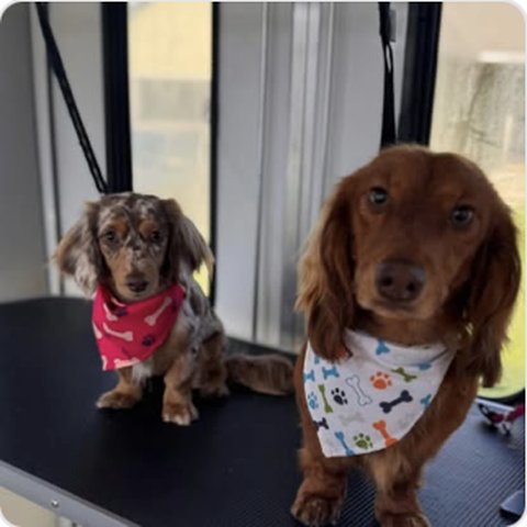 Dachshund siblings wearing matching bandanas